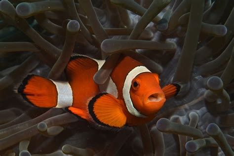 List Of 23 Finding Nemo Fish Names You Need To Know (With .